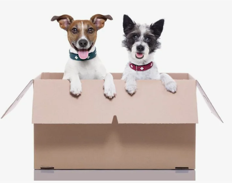 Moving with Pets - How to Make It Comfortable Moving with Pets - How to Make It Comfortable