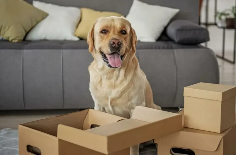 Moving with Pets - How to Make It Comfortable